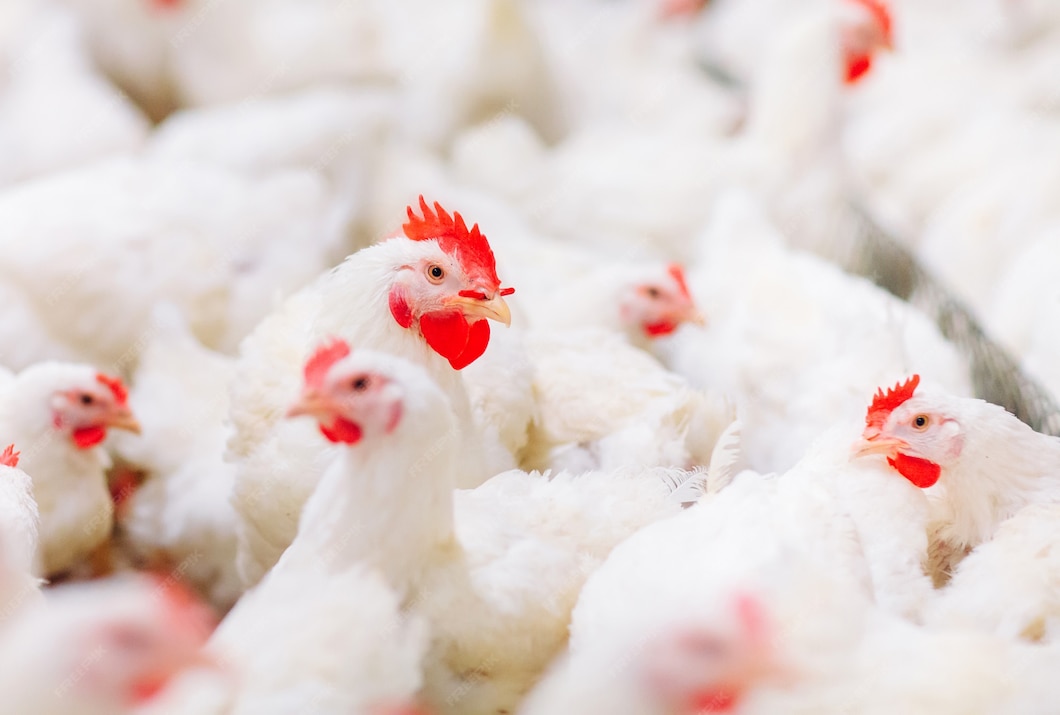 indoors chicken farm2