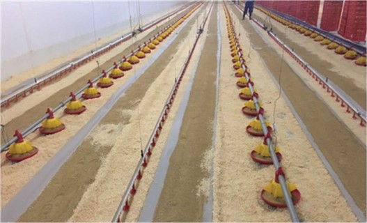 chickenfeed2